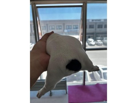 Acil yuva arıyoruz french bulldog