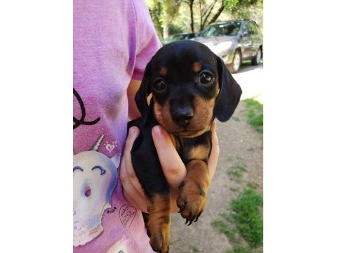 Dişi erkek dachshund yavrularım sevgi dolu yuva arıyorum
