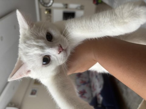 5 aylık erkek british shorthair