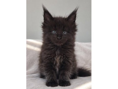 Dev maine coon erkek siyah yavru