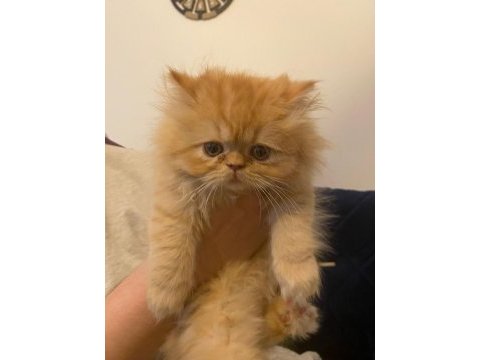 Garfield iran kedisi bebeğim