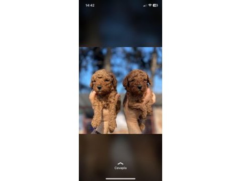 A+ toy poodle yavrular