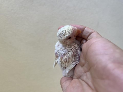 Cremio kırmızı göz el besleme sevda papağanı