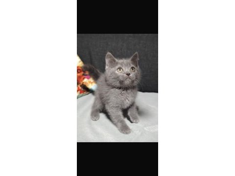 British shorthair yavrularımız