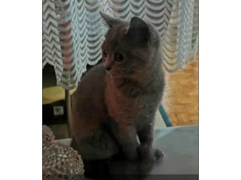 British shorthair yavru kedimize yuva arıyoruz