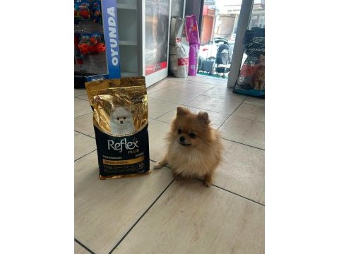 Pomeranian boo dişi köpeğimiz