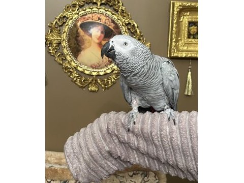 100 kelime konuşan maskot jako papağanı