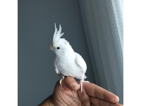 100 günlük yavru albino sultan papağanı