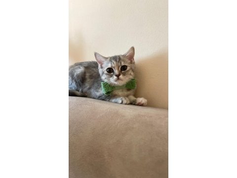 British shorthair melezi