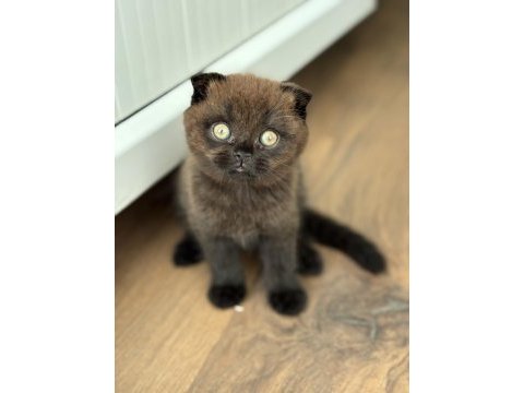 Scottish fold yavrumuz