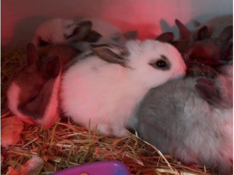 Cüce aslanbaş hollanda lop yenizellanda tavşan yavruları