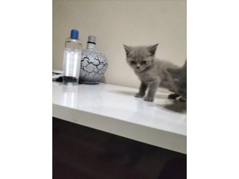 Cok uyguna maviş gözlü british shorthair yavru