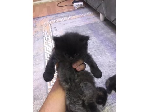 Tatlı eğitimli yavru cins kediler