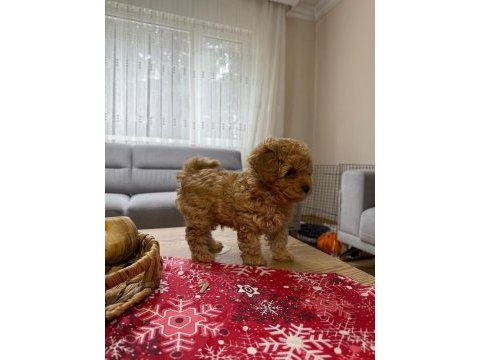 Kore poodle yavru