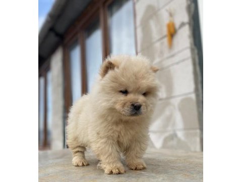 Chow chow köpeğimiz