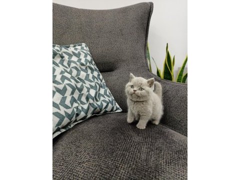 Koca kafalı british shorthair yavruları