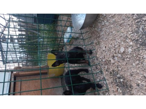 Rezerve iptali simsiyah erkek malinois