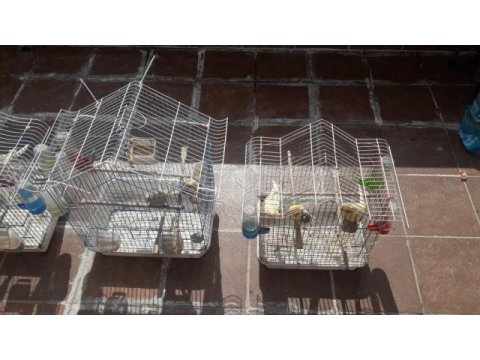 3 takım ve 1 tek dişi sultan papağanı tüm her şeyiyle