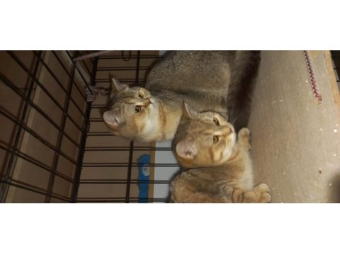Yetişkin dişi erkek british shorthair