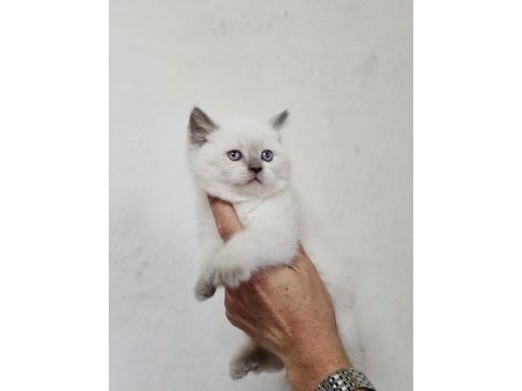 Blue point bebek kediler