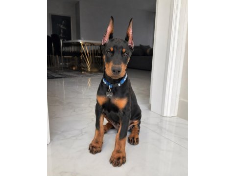 Kalite duruşlu aşıları tam estetikli doberman yavrular