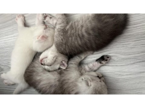 Safkan british shorthair yavrular