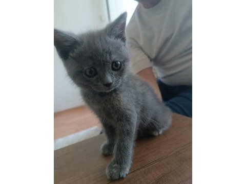60 günlük bebek dişi british shorthair
