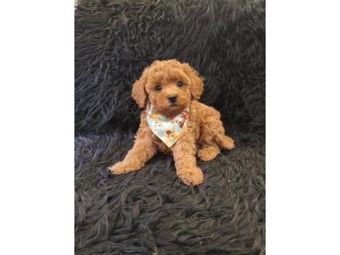 Red toy poodle erkek