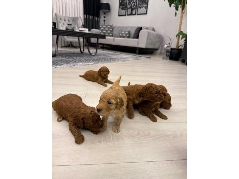 Yavru toy poodle