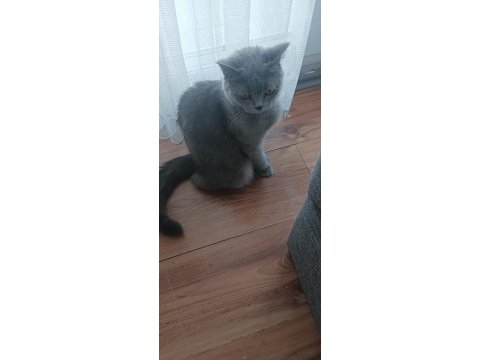 Scottish fold anne ve yavru sahiplendirilecektir