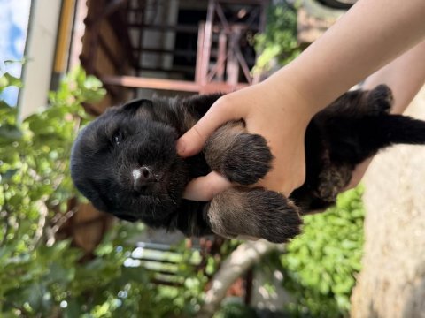 K9 alman kurdu yavrularımız potyumda