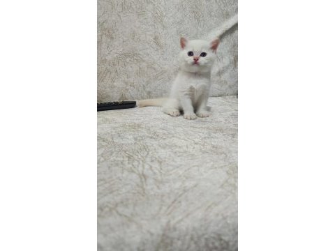 Kaliteli british shorthair