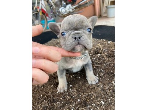 French bulldog tosuncuklar yeni ailelerini bekliyor