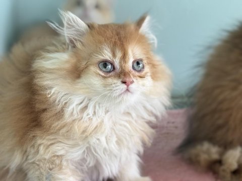 Çok özel golden british longhair yavrularımız