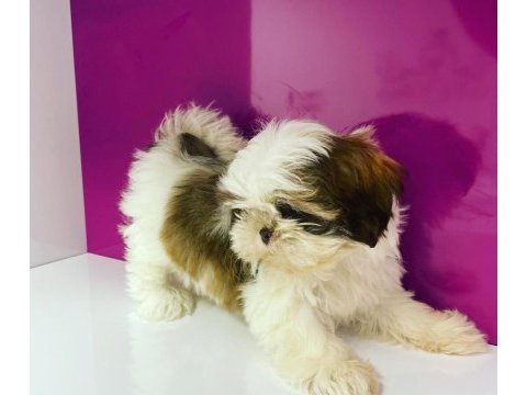 Irk garantili shih tzu yavruları