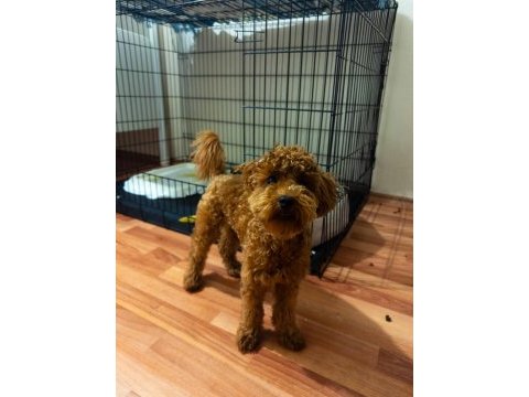 Sevgi dolu 6 aylık toy poodle yeni ailesini bekliyor