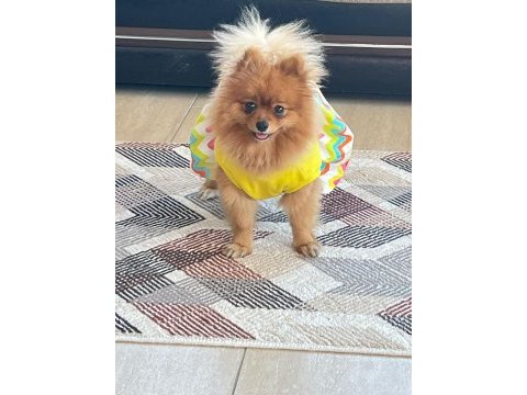 2 yaşında dişi pomeranian