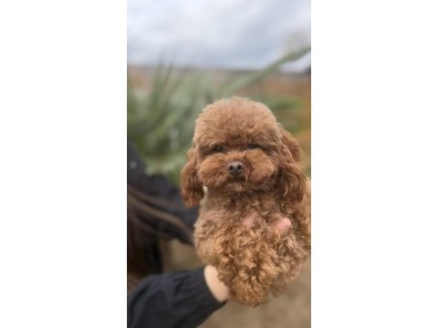 Özel t-cup dişi poodle teddy face / 1,5 kg