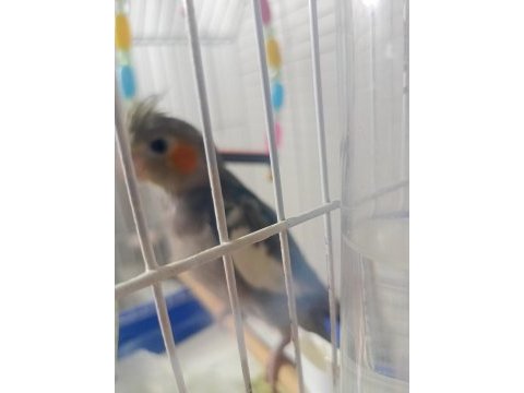 Sultan papağanı erkek 8 aylık