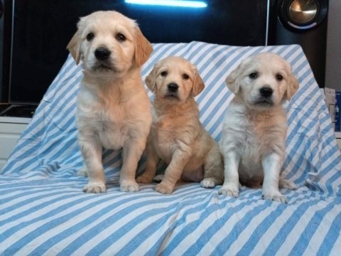 Kaliteli golden retriever yavruları