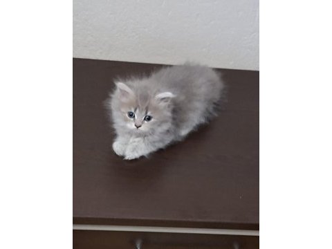 Silver british longhair yavrular