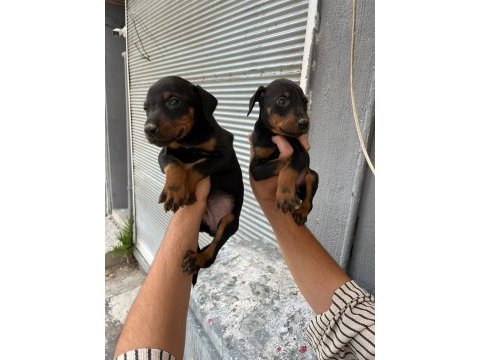 A kalite doberman yavrular