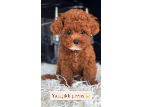 Ev ortamında büyüyen poodle yavrular