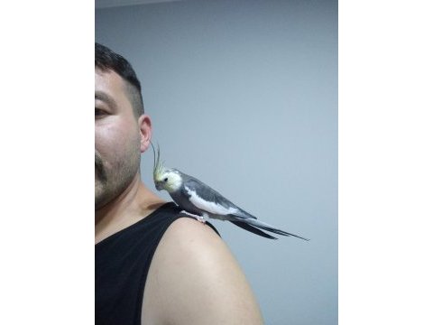 Hazır takım sultan papağanı