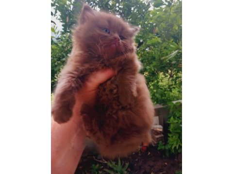 Cinnamon erkek british shorthair