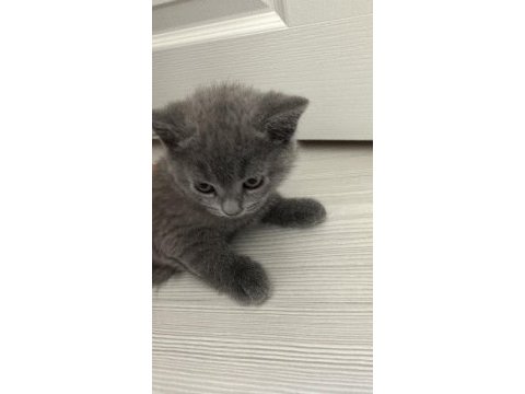 Yakışıklı paşalarım scottish fold