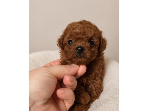 Sağlıklı ve sosyal toy poodle yavrular