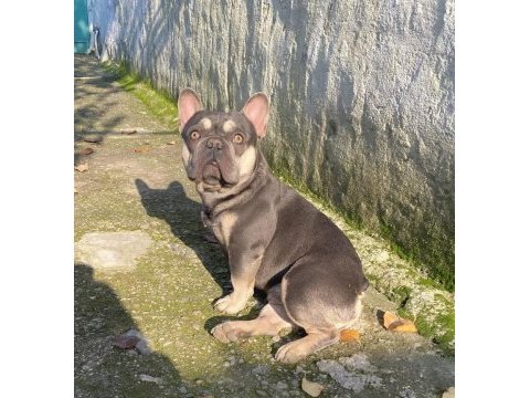Lilac & tan french bulldog erkeğimiz eşleşmeye açık