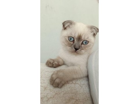 Scottish blue point