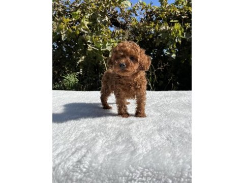 Kore kan aşılı bebek köpekler
